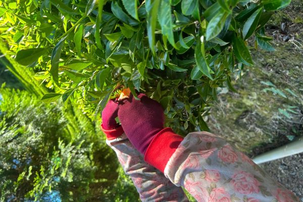 原始林堅持幼採 採茶照