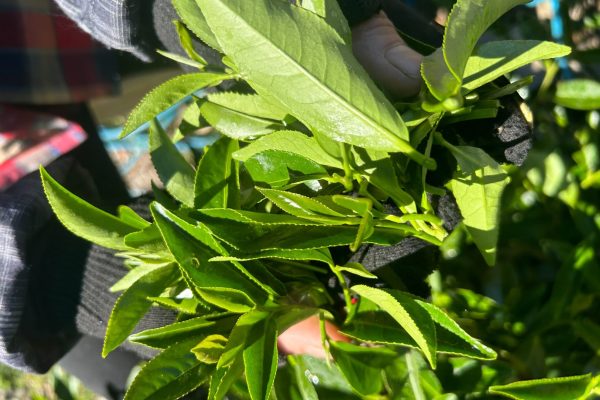 摘採下來的茶青 幼採 採茶照