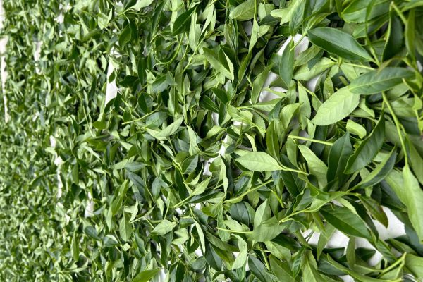 茶廠日光萎凋照 日光萎凋